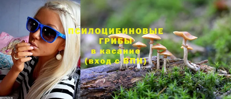 Псилоцибиновые грибы Psilocybine cubensis  Светлоград 